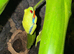 Red eye tree frogs
