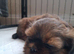 Shih-tzu female
