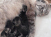 British shorthair x tabby