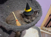 3 stunning persian kittens