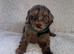 Beautiful F1 Cavapoo Puppies READY TO LEAVE