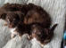 Chihuahua boy puppies