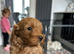Cavapoo puppies