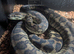 Male carpet python for rehoming