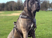 Blue Brindle Cane Corso
