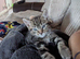 3 kittens