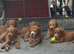 Cockapoo puppies for sale
