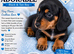 Miniature dachshund Puppies