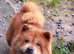 PEDIGREE MALE AND FEMALE CHOW CHOWS