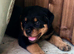 4 chunky Rottweiler pups