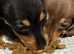 Dachshund puppies ready now