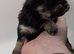 Chihuahua Puppies looking for forever homes