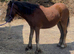 Bay yearling filly