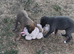 Whippet Puppies