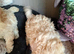 Miniature poodle