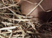 Guinea pigs available