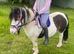 Super Safe Children&rsquo;s Pony For Sale
