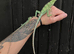 Eastern Casquehead Iguana babies