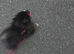 Stunning black tan blue? puppy small girl