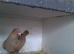 for sale 4 yellow afgian pigeons