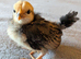 3 bantam chicks