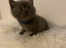Kittens British shorthair