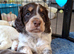 Beautiful Working Cocker Spaniel puppies
