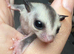 Twin boy sugar gliders.