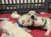KC gorgeous Westies puppies