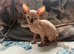 Sphinx kittens available
