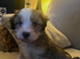 READY NOW GORGEOUSE SABLE MALTIPOO PUPPIES