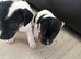 Jack Russell puppys £600 ready to go