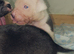 Puppies for sale