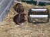 Guinea pigs