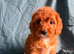 Cavapoo puppies