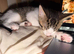 Beautiful Kitten Looking for a Calm, Loving Home