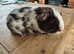 Beautiful Guinea Pigs