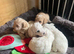 Adorable 10-Week F1B Cockapoo Girl (Ivy) - Fully Vaccinated & Ready Now