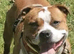 Two short legged staffy s for sale ,