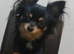 Long haired chihuahua boy