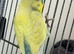 7 aviary budgies for sale