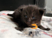 Black Smoke Ragcoon Kittens
