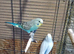 Baby budgies