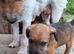 Lakeland x Jack Russell
