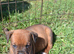 Boxer x Labrador puppies