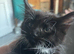 One beautiful kitten left available