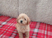 Beautiful cavapoo puppies