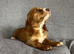 Stunning Extensive health tested cocker spaniel puppies