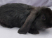 Friendly Pure French Lops & Mini Lops Mix Ready / MUST READ!!!