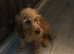 Cavapoo pups